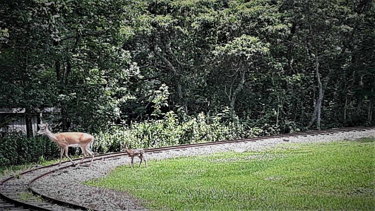 Doe with fawn crossing railroad tracks